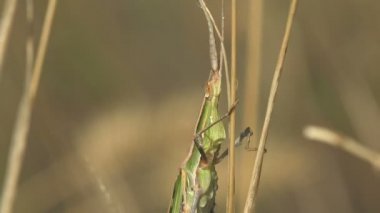 Spinal Leptysma marginicollis, kürdan çekirgesi, ince çekirge, sivri uçlu baş ve düz kılıç şeklinde anten. Makro Manzara Böceği sabah çiğ taneleriyle, bir damla suyla