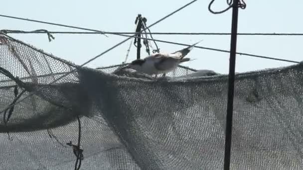 Small Young Seagull Sits Fishing Nets Dried Wind Stretched Wooden — Stock Video