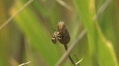 Pentatomidae böceği, kalkan böcekleri genellikle kalkan böcekleri veya pis kokulu böcekler olarak adlandırılan Hemiptera 'ya ait böceklerin kuru yaprağında, vahşi yaşamın makro görünümünde otururlar.