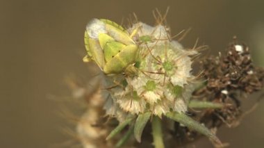 Büyük yeşil böcek kuru otların üzerinde oturur. Pentatomidae, genellikle kalkan böcekleri veya pis kokulu böcekler olarak adlandırılan, Hemiptera takımına ait bir böcek familyasıdır.