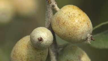 Elaeagnus commutata, Elaeagnus angustifolia, gümüşüzümü veya kurt söğüdü, Elaeagnus 'un yerli türü.