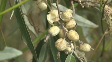 Elaeagnus commutata, Elaeagnus angustifolia, gümüşüzümü veya kurt söğüdü, Elaeagnus 'un yerli türü.