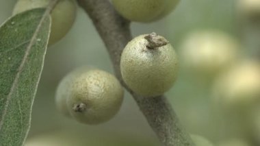 Elaeagnus commutata, Elaeagnus angustifolia, gümüşüzümü veya kurt söğüdü, Elaeagnus 'un yerli türü.