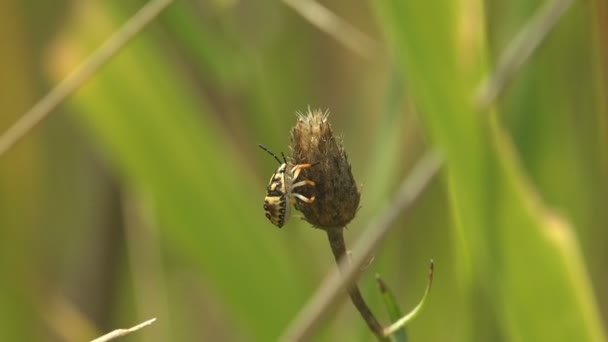 Σκαθάρι Pentatomidae Σκαθάρια Ασπίδας Κάθονται Στεγνά Φύλλα Μακροσκοπική Άποψη Στην — Αρχείο Βίντεο