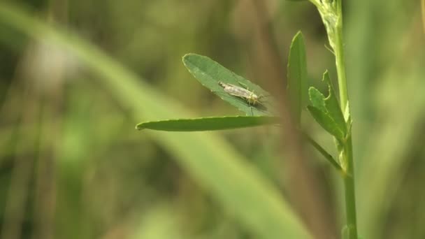 草の緑の茎に隠れているグナッツ 多くの種類の小さな空飛ぶ昆虫の一つです二枚貝亜目 家族の中でMycetopilidae AnisopodidaeとSciaridae — ストック動画