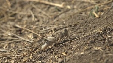 Kamuflaj renklendirme Dissosteira carolina, Carolina çekirgesi, Carolina çekirgesi, kara kanatlı çekirge, yol temizleyicisi veya quaker, büyük bir kanatlı çekirge türü. Vahşi yaşamın Macro 'su