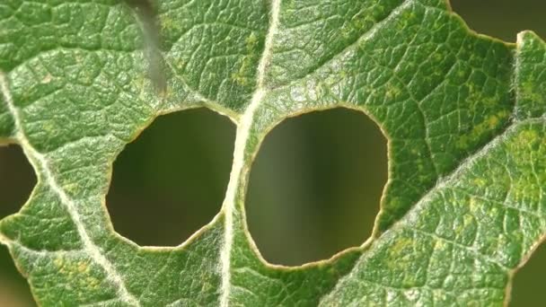 Grande Foglia Verde Bardana Nei Fori Dai Parassiti Degli Insetti — Video Stock