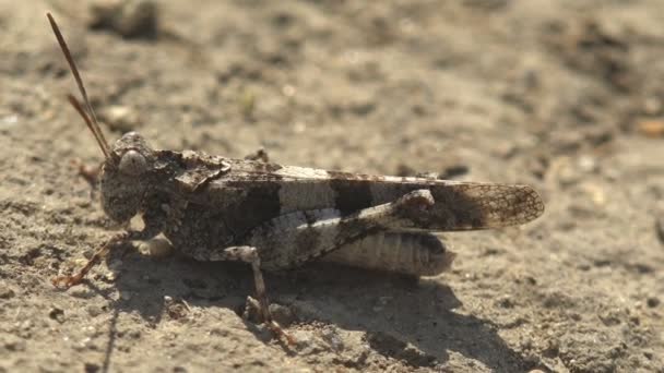 Dissosteira Carolina Carolina Harshopper Carolina Locust Чорний Крилатий Коник Дорожній — стокове відео