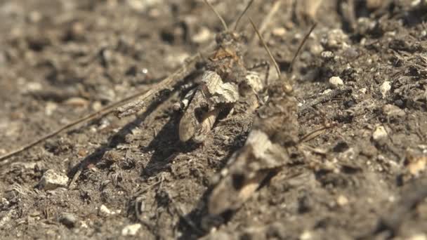 Balzrituale Von Insekten Und Paarung Ansicht Makroinsekt Der Tierwelt Liebe — Stockvideo