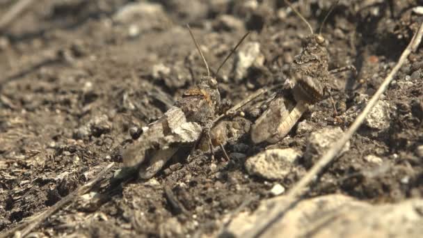 Insekter Paringsritualer Makro Insekt Dyrelivet Kjærlighet Kamuflasjemaling Dissosteira Carolina Carolina – stockvideo