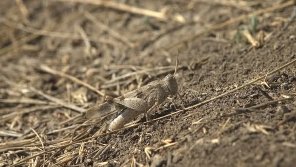 Χρωματισμός Καμουφλάζ Dissosteira Carolina Carolina Grasshopper Carolina Locust Μαύρη Ακρίδα — Αρχείο Βίντεο