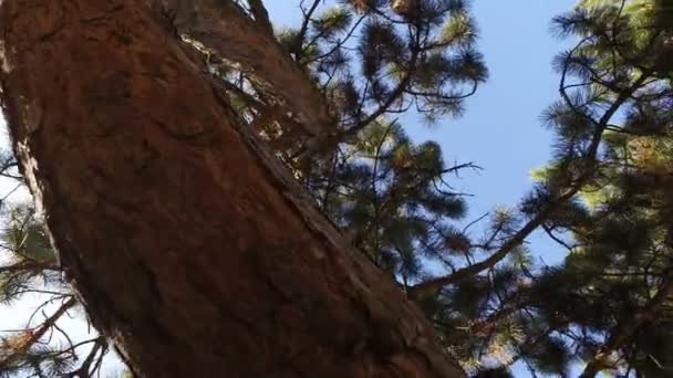 Bewegung Drei Baumstämme Blick Den Himmel Durch Die Äste Einer — Stockvideo