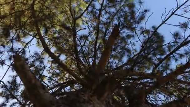 Mouvement autour du tronc d'arbre, vue du ciel à travers les branches d'un pin 