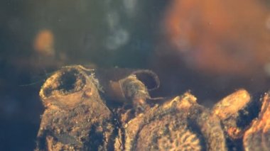 Caddisfly, ya da Trichoptera sipariş ormanda küçük bir bataklık boyunca sürünerek, yiyecek aramak - diğer böcekler. Suyun altında makro böceği görüntüle