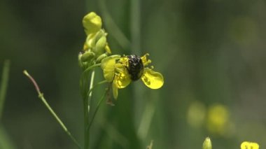 Scarabaeidae, Euphoria Seppulcralis, sarı çiçeğin üzerinde oturan İspanyol çiçek böceği nektar ve polen yer.