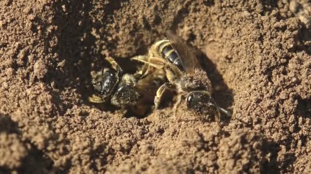 Due Una Giovane Ape Crea Nido Suo Buco Deposizione Delle — Video Stock