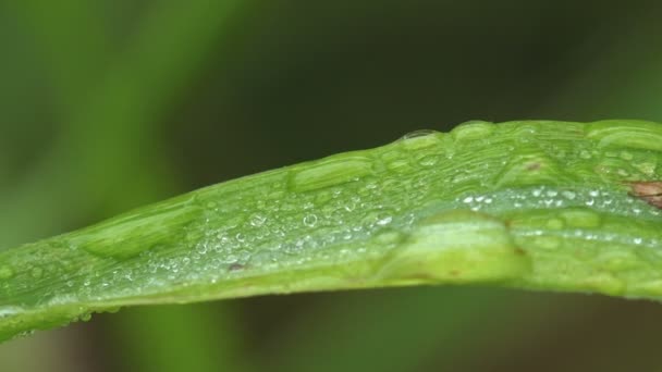 緑のホバーフライ Platycheirus Granditarsis 花のハエや梅のハエ 昆虫の家族Syrphidae 森の中の新鮮な葉の上に座って 葉は水の滴で覆われている 朝の露 — ストック動画