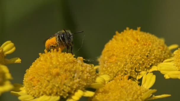 Abeja Silvestre Cubierta Polen Amarillo Recoge Néctar Flores Silvestres Que — Vídeos de Stock