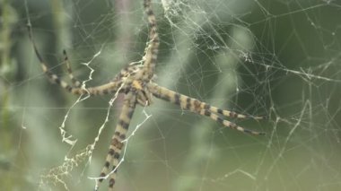 İnce Web İplikleri. Örümcek Argiope Lobata güçlü rüzgarda sendeliyor ve ağda oturuyor. Vahşi hayatta örümceğin makro görüntüsü