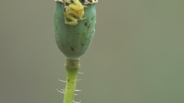 Jump Spider Sienta Cápsula Semilla Planta Amapola Sobre Fondo Verde — Vídeos de Stock