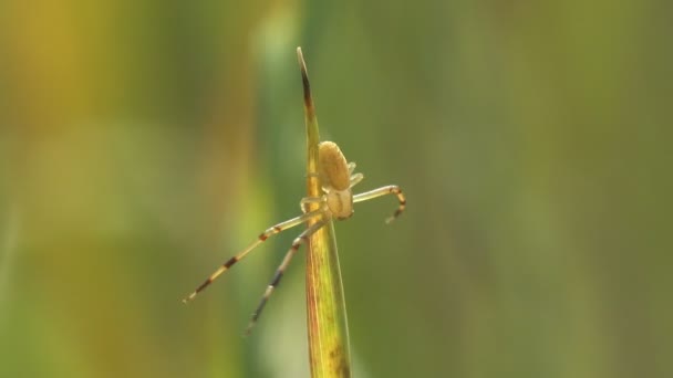 黄色いクモは草の茎に座り 脚は黒い縞模様で広がり クモは他の昆虫を捕食する — ストック動画