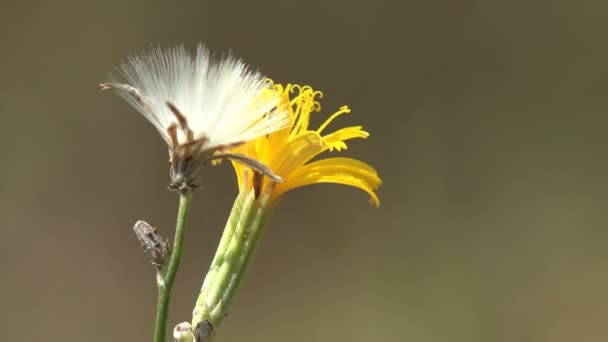 Sarı Kabarık Çiçekler Yabani Çayırlarda Rüzgardan Sendeler Vahşi Yaşamın Macro — Stok video