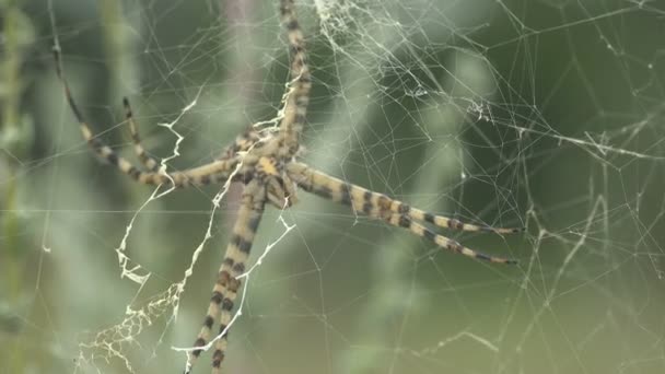 細い網の糸 Spider Argiope強風の中でロバタが動き出し ウェブ上に座っています 野生動物におけるクモのマクロビュー — ストック動画