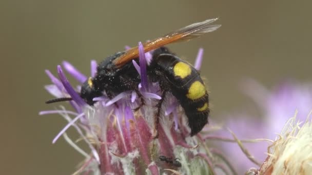 Ağustos Böceği Katili Crabronidae Familyasından Sphecius Specosus Veya Ağustos Böceği — Stok video