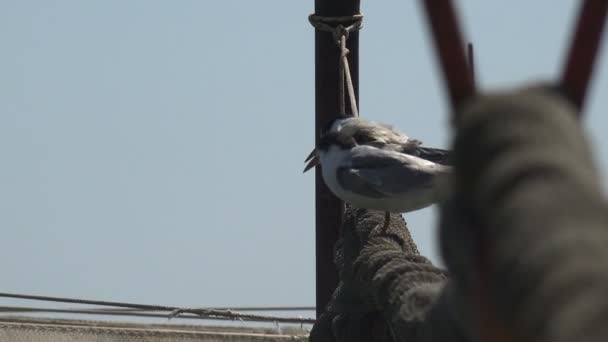 Young Seagulls Sitting Waiting Parents Fishing Nets Dried Summer Wind — Stock Video