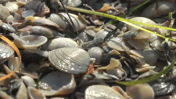 ビーチ 海で貝殻やぬれた色の貝殻の間をジャンプGammarus — ストック動画