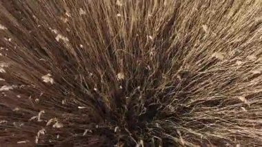 Kuru sarı boğanın hava görüntüsü. Sonbahar rüzgarında sallanan nehirde bitki yetiştirmek