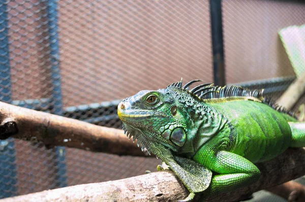 Kafeste Sürünen Yeşil Bir Iguana Telifsiz Stok Imajlar