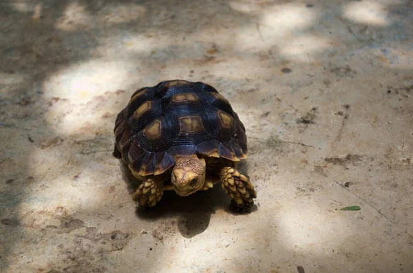 Eine Langsame Schildkröte Auf Sand — Stockfoto