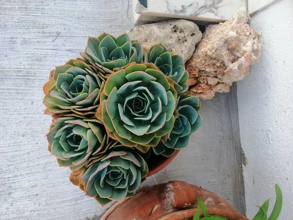 Succulentes Fleurs Belles Trandy — Photo