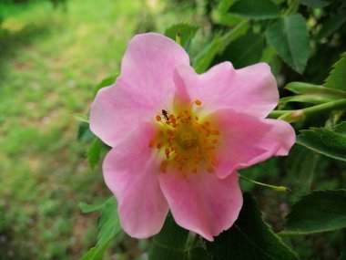 Karınca ilkbaharda polen toplar