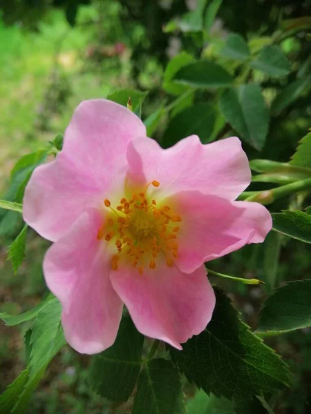 Λεπτό Ανοιξιάτικο Ροζ Λουλούδι — Φωτογραφία Αρχείου