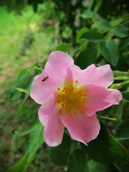 Délicate Fleur Rose Printemps — Photo