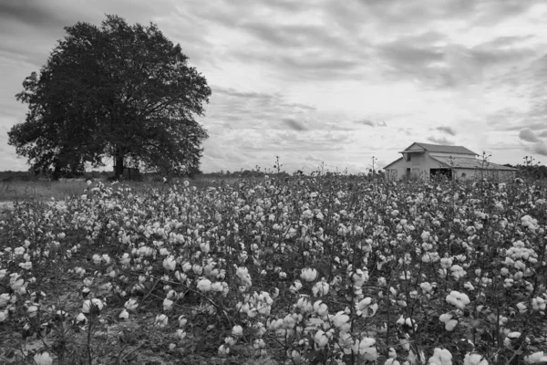 Pamuk tarlasında bir ahır ve siyah beyaz bir ağaç.
