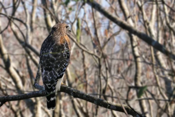 Rotschwanzfalke Buteo Jamaicensis Hockt Einem Baum — Stockfoto