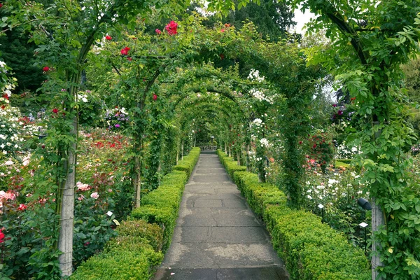 Camino Través Del Jardín Rosas Butchart Gardens — Foto de Stock