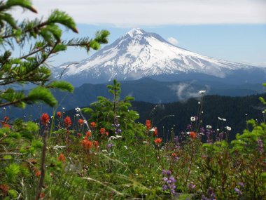 Mt Hood Oregon with spring flowers clipart