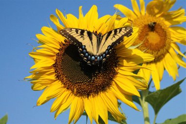 Female Eastern Tiger Swallowtail butterfly on a sunflower  clipart