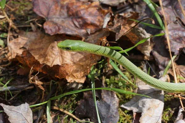 Green Snake Leaves Smooth Green Snake Opheodrys Vernalis — Stock Photo, Image