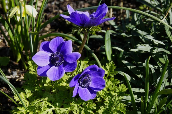 Close Anemone Coronaria Blue Poppy Bloom Spring — Stock Photo, Image