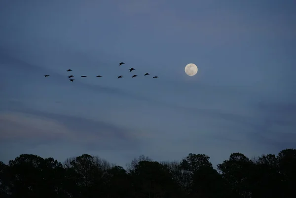 A flock of birds flying at dusk under a full moon