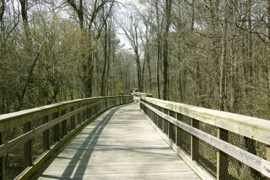 Kuzey Carolina, Raleigh 'de ağaçların arasından geçen yeşil bir patika.