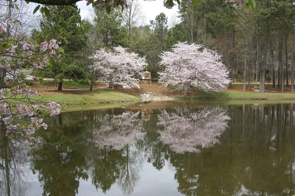 Kirschbäume Spiegeln Sich Einem Teich — Stockfoto