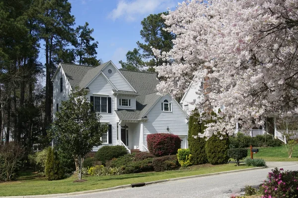 Kiraz ağaçları çiçek açmış banliyö mahallesi