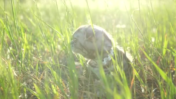 Striped lop oreja gatito escocés juega en la hierba verde en el sol. Un gatito camina y juega en la calle en lo más destacado — Vídeos de Stock