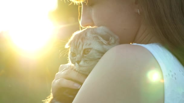 Шотландське кошеня з смугастими вухами в руках свого улюбленого власника в променях і блиску сонця. Маленька домашня тварина. Любов і прихильність людей до тварин — стокове відео